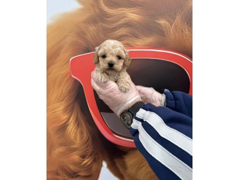 Babyface Maltipoo Yavrularımız