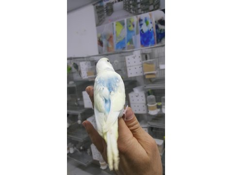 Alıştırmalık Konuşturmalık Muhabbet Kuşu Yavrular