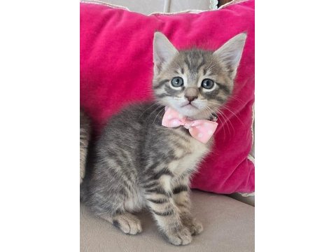 Ücretsiz İkiz Dişi Kedimiz