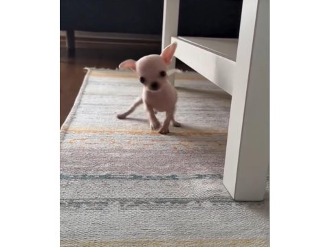 Erkek Süt Beyaz Elma Kafa Şivava