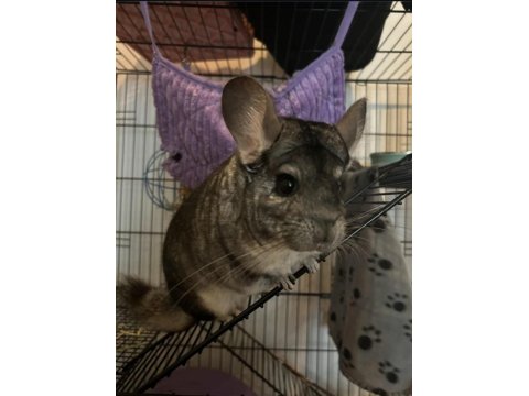 Chinchilla (Çinçila) Erkek Yavru