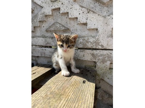 Her Renk Yavru Kediler