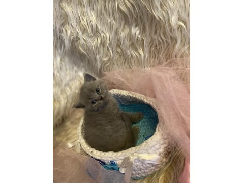 British Shorthair Yavruları