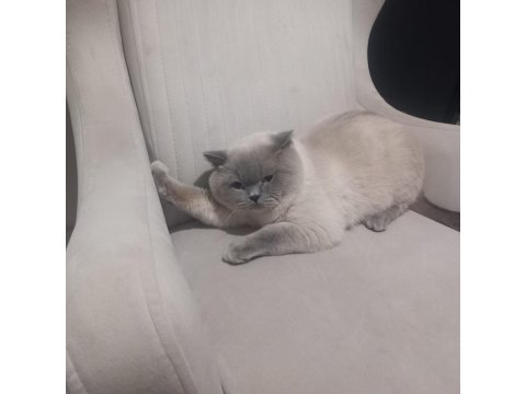 8 Aylik Erkek British Shorthair