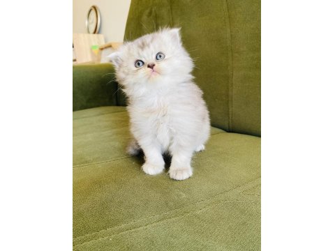 Scottish Fold Pamuk Prenseslerim