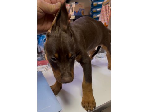 Doberman Kızıl Köpeğim
