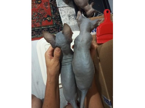 Kanada Sfenks Yavrular Uygun Verilecektir