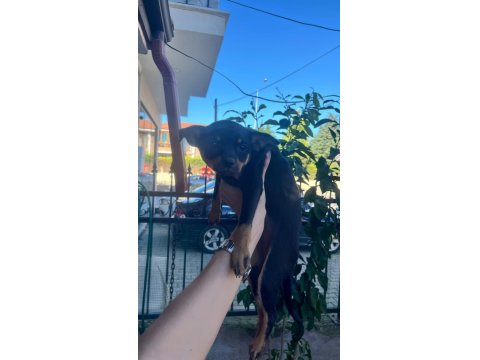 7 Aylık Dişi Minyatür Pinscher (Pinçır) – Kaçırılmayacak