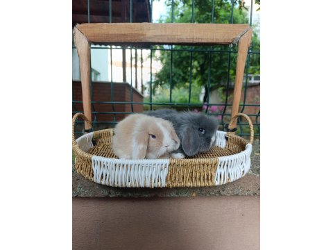 Orjinal Hollanda Teddy Lop Tavşanı Yavrular