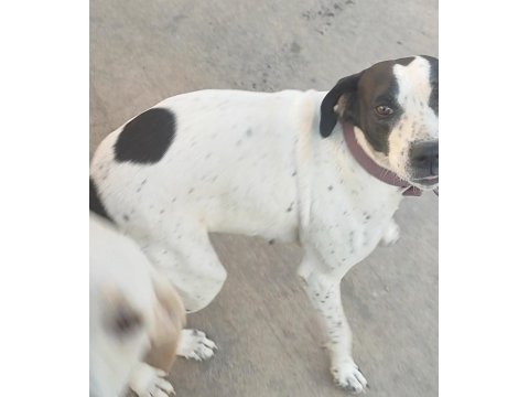 Ücretsiz İngiliz Pointer (Kara Kafa)