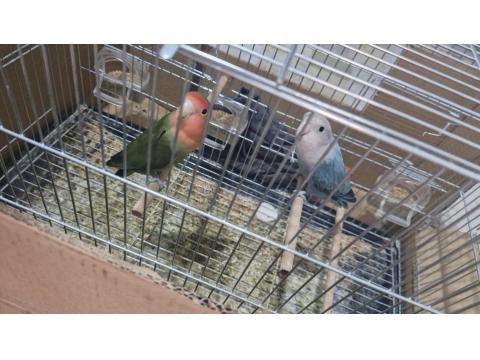 Çift Cennet Papağanları