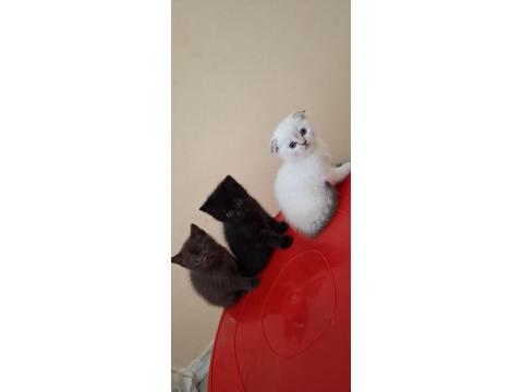 Minnak Kediler Koşuyor