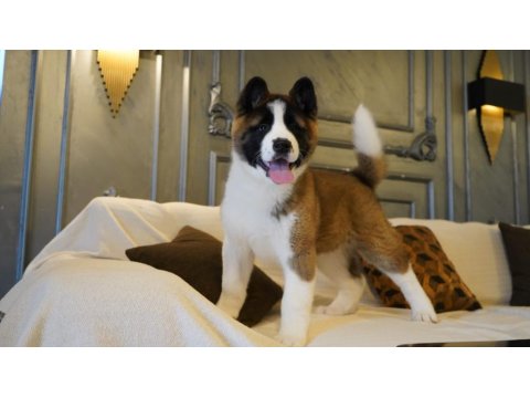 Ruhsatlı Köpek Çiftliğinden Amerikan Akita Yavruları
