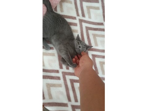 A Kalite British Shorthair