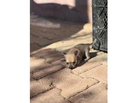 Sağlık Ve Irk Garantili Chihuahua Yavrularımız