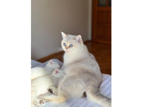 Şecereli Anne Babadan Son Yavru Kedimiz