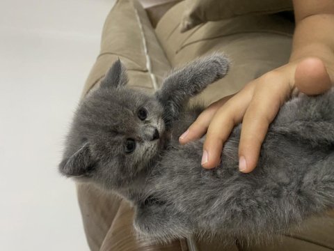 Minnoş Yavru British Shorthair