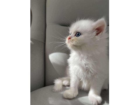 British Longhair Erkek Bebeğim