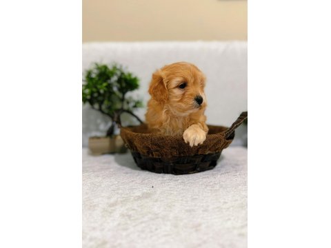 Küçük Kalan Büyümeyen Maltipoo Yavruları