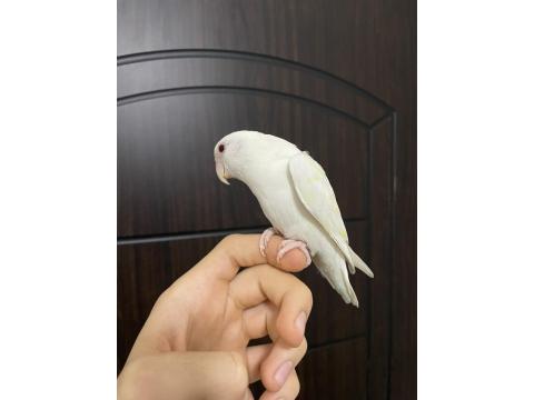 Yavru Sevda Papağanı 5-6 Aylık