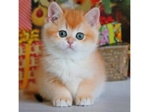 Çiçek Gibi Golden British Shorthair