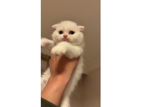 Son İki Kardeş Kedimiz Yeni Yuvalarını Arıyor