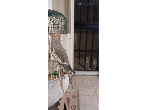 Sultan Papağanı Erkek