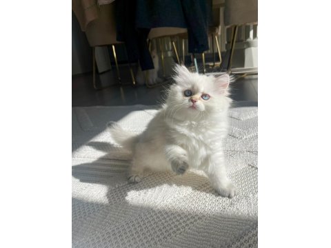 Show Seviye British Prenses