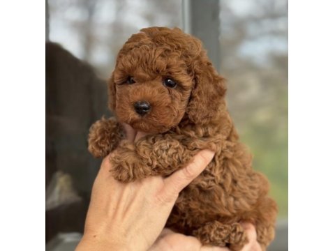 Güvenilir Üreticiden Poodle