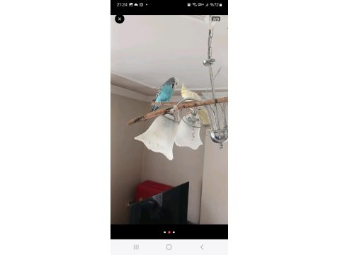 Limon Sarısı Sultan Papağanı