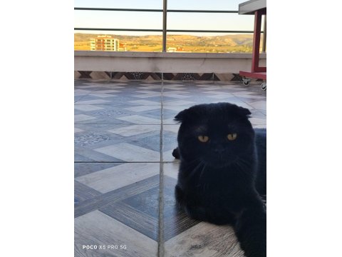 Acil Ücretsiz Sahiplendirme Siyah Scottish Fold