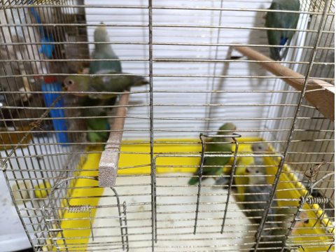 Sevda Papağanı Bebekler