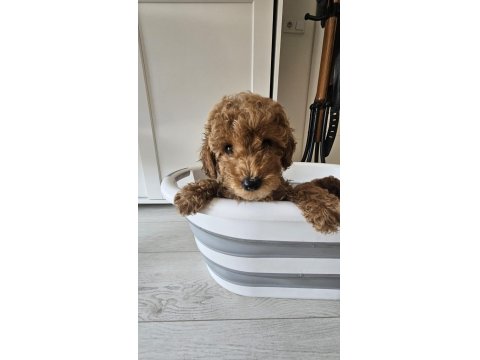 55 Günlük Toy Poodle Yavruları