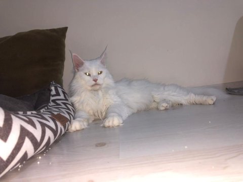 Maine Coon 2 Yaşında Güzellik