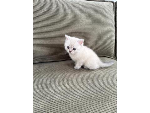 Ares'in Yavrusu Kedimiz