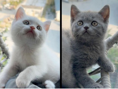 British Tatlı British Shorthair Bebeklerim