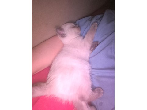 British Shorthair Blue Point 2 Aylık