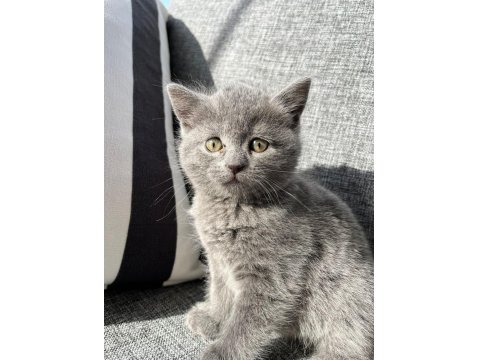 British Shorthair Kedisi