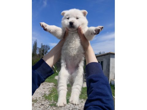 Uygun Fiyata Sağlıklı Husky Yavrular