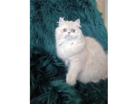 Cy 11 Şecere Belgesi Safkan Dişi 7 Aylık British Longhair
