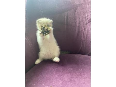 Scottish Fold Sevimli Kedi Yavrusu
