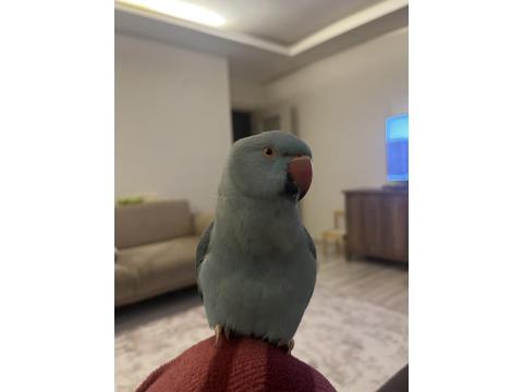 El Besleme Mavi Mutasyon Pakistan Papağanı