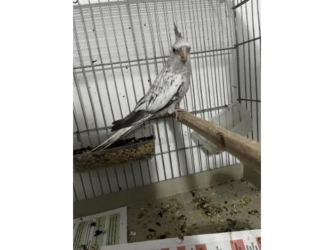 Dişi Eşe Hazır Kızgın Sultan Papağanı