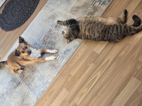 Oyuncu Ve Sevecen Köpeğimiz