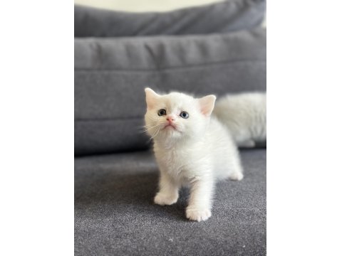 Kartopu British Shorthair Bebekler
