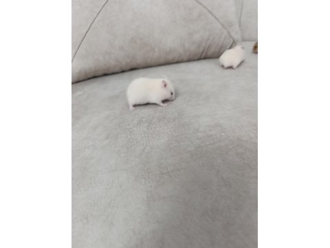 Yavru Suriye Hamsterleri