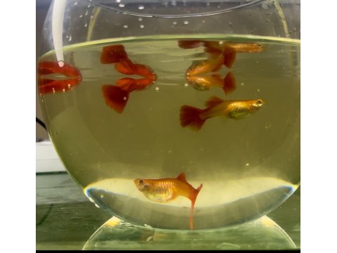 Lepistes Full Red Albino