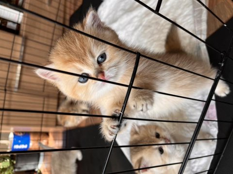 Adana’dan Golden British Shorthair Yavrularımız