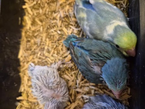 El Besleme Forpus Yavruları