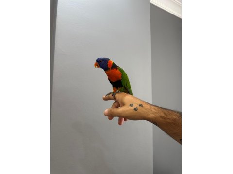 Oyun Hamuru Üst Düzey Lori Papağanı